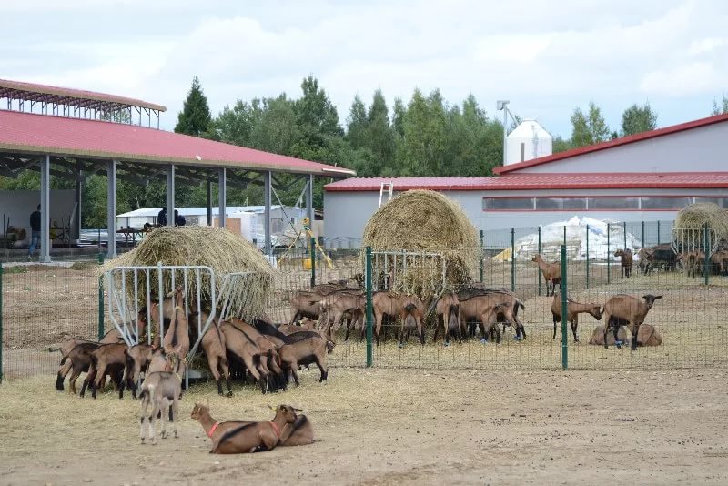 Ферма коз. ООО красная горка Смоленская область Козья ферма. Смоленск Кардымово Козья ферма. Судогодский район красная горка Козья ферма. Красная горка Смоленская область ферма.