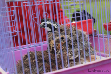 специалисты администрации приняли участие в очередном заседании по вопросам предоставления государственной социальной помощи на основе социального контракта - фото - 1