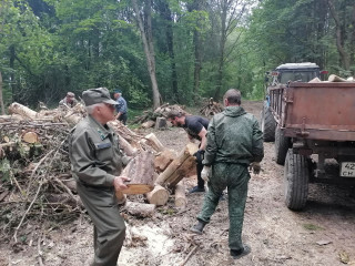 лесной массив в деревне Пищулино привели в порядок - фото - 3